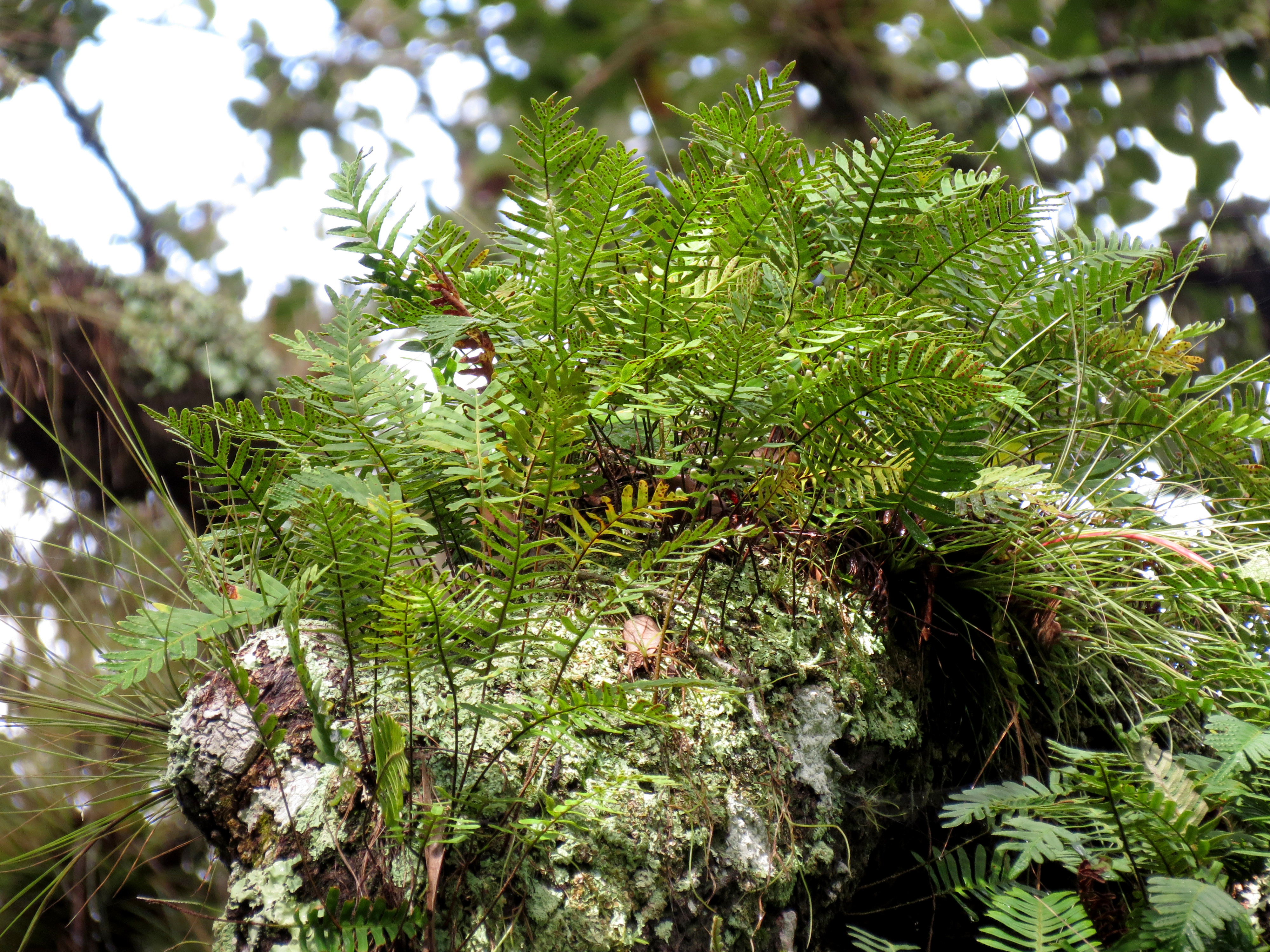 Представитель Типа Pteridophyta